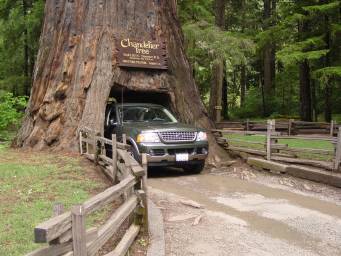 The Chandlier Tree in Redwood forest