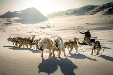 Northern Greenland Dog sledge