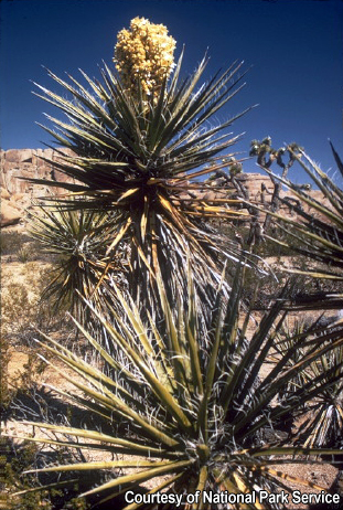 Joshua Tree National Park