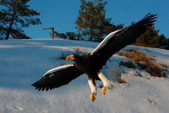 ØRNERESERVATET Nordjylland Bindslev